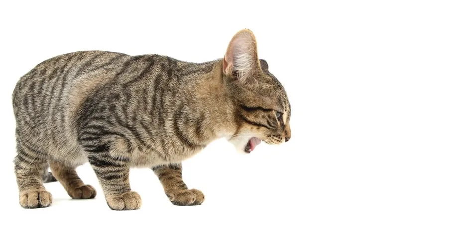 tabby cat gagging or choking