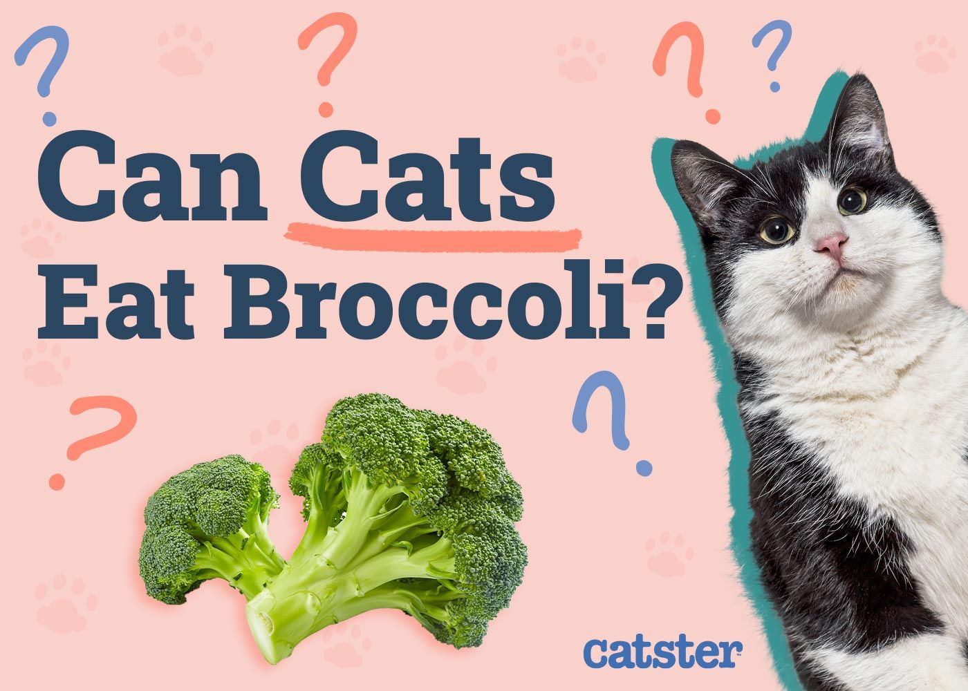 Can Cats Eat Broccoli