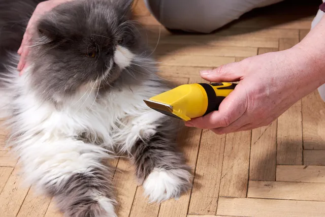 Can Cats Get Razor Burn? Vet-Reviewed Care Facts