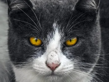 Why Does My Cat Have Whiskers on Their Eyebrows? Vet-Verified Facts & Functions
