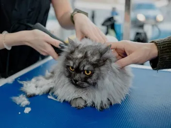 5 Best Cat Clippers for Matted Fur in 2026 - Reviews & Top Picks
