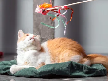 10 Amazing DIY Cat Wand Plans You Can Create at Home (With Pictures)