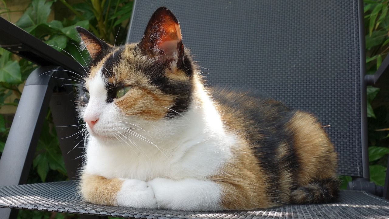 Calico cat lying in the chair