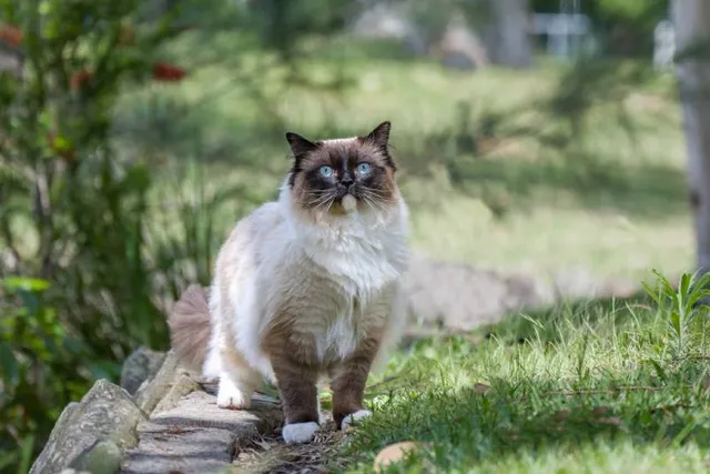 Are Cats Independent? What Science Tells Us (Vet-Reviewed Info)