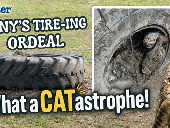 What a CATastrophe! A Tire-ing Ordeal For a Pony in the UK