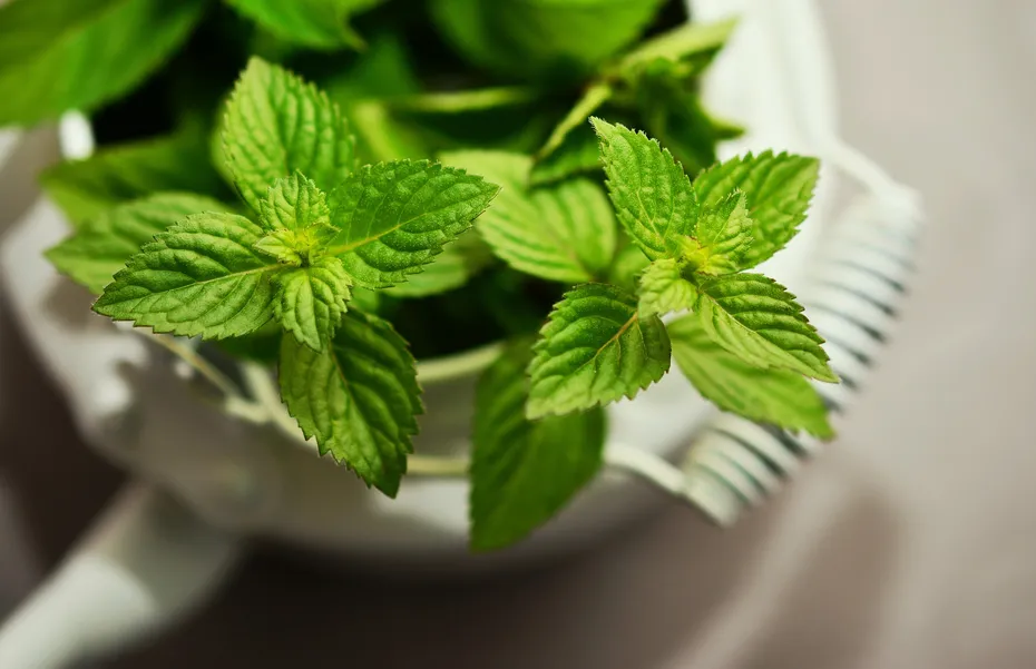 Close up to Mint leaves in a pot