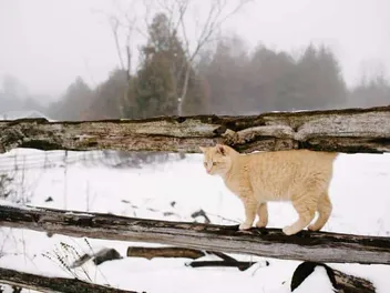 How to Keep Barn Cats Warm in the Winter: 6 Vet-Verified Steps to Follow