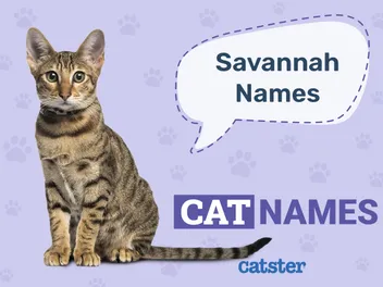 500+ Savannah Cat Names: Great Ideas for Your Exotic Cat