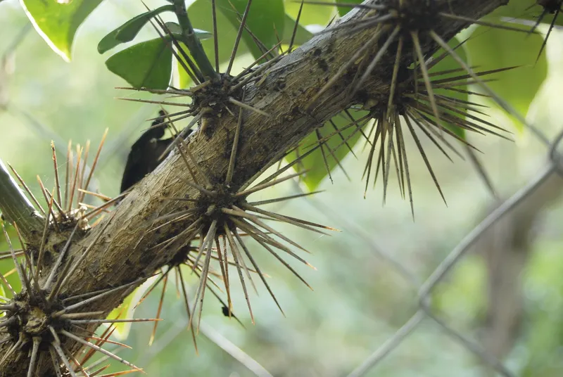 cat's claw