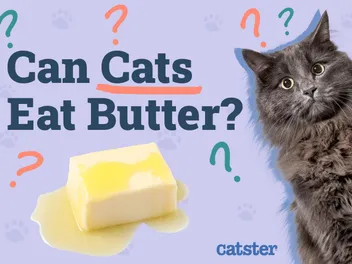 Can Cats Eat Butter? Vet-Approved Facts & FAQ