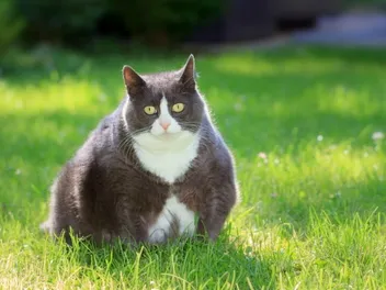 How to Help a Cat Lose Weight: Our Vet Answers