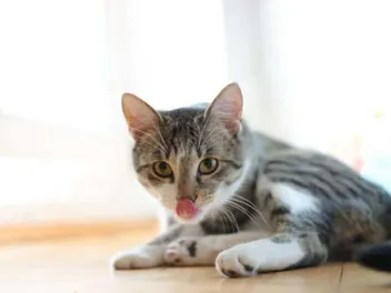 Why Is My Cat Licking the Floor? 6 Vet-Verified Reasons
