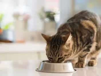 10 Best Cat Food Bowls in 2026 - Reviews & Top Picks