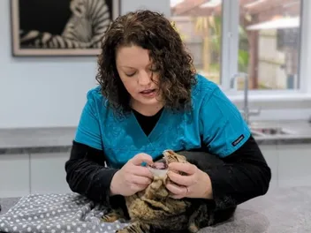 Cats Need Teeth, Don't They? Dr. Karyn the Vet vs Pet Owner