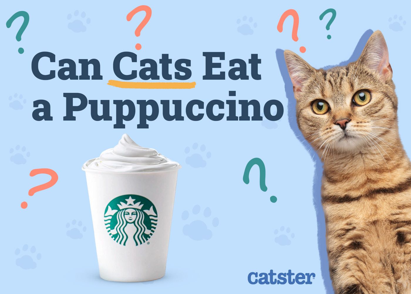 Catster_Can Cats Eat a Puppuccino_v1_Jul 16 2024