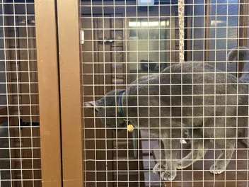 The Sadness of Leaving Your Cat For Christmas