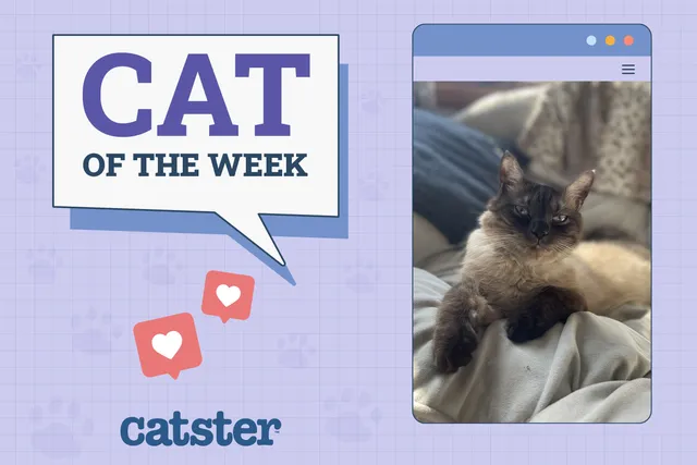 Catster Photo Contest: Cats of the Week Winners (November 21, 2024)