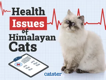 Himalayan Cat Health Problems: 6 Vet-Reviewed Issues