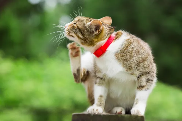 How Many Fleas Is Considered an Infestation on a Cat? Vet-Approved Signs & FAQ