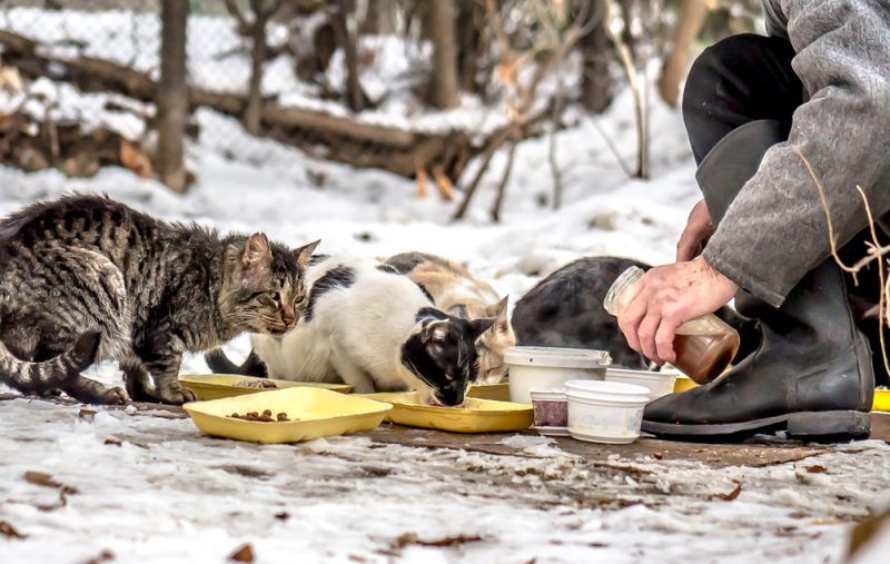 10 Most Unique Cat Rescues & Sanctuaries in the US (2026 Guide)