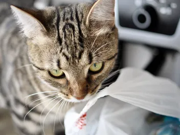 Why Does My Cat Lick Plastic? Behavior Explained (Vet-Verified)