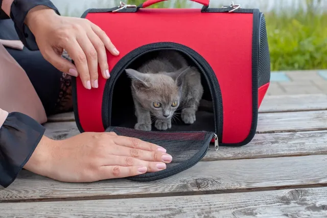 Traveling With Kittens: 9 Vet-Approved Tips