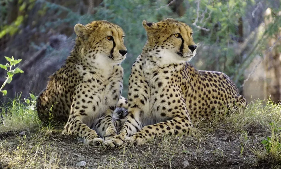 Cheetahs
