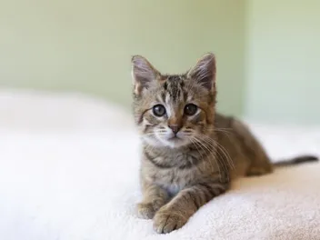 10 Pet-Friendly Hotels in Amarillo Texas (2026 Update)
