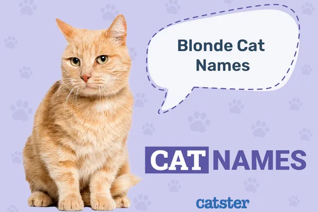 190+ Popular Blonde Cat Names: Beautiful & Unique Options