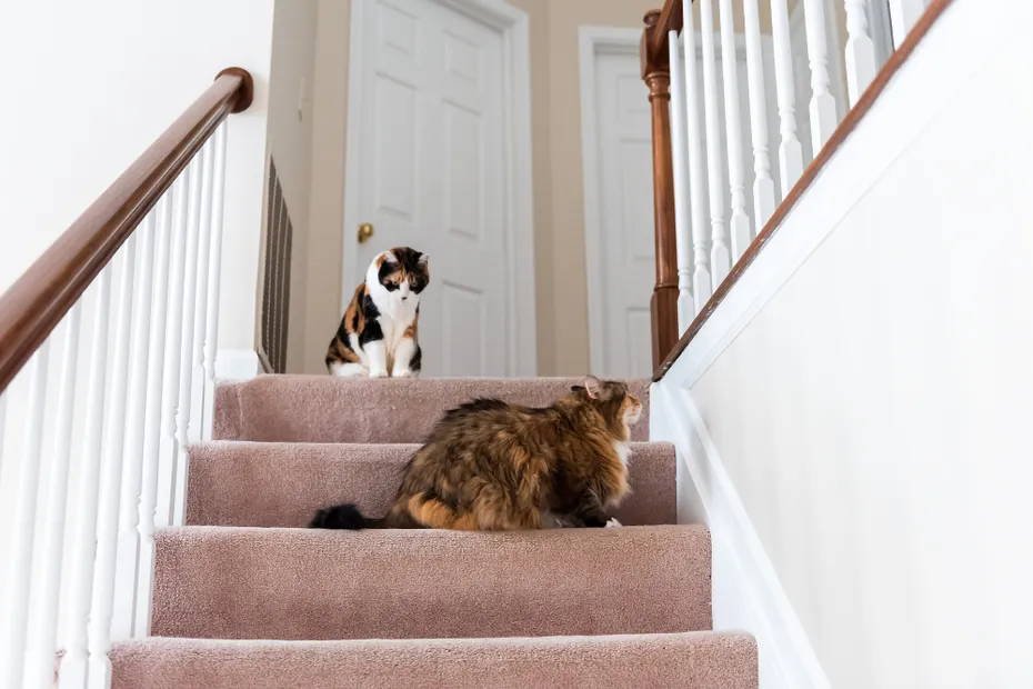 Two calico cats on a stair
