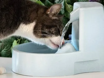 Cat Drinking a Lot of Water & Meowing? Vet-Approved Advice & When To Worry