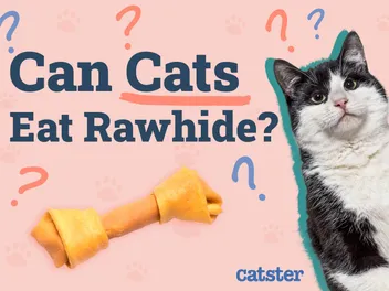 Can Cats Eat Rawhide? Vet-Reviewed Facts & FAQ