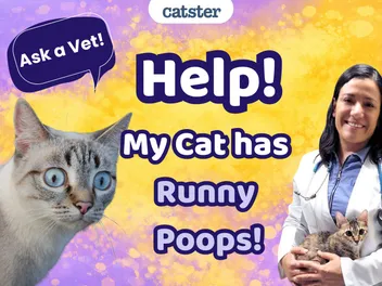 Ask Dr. Paola – Help! My Cat Has Runny Poops! (February 9, 2026)
