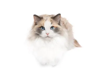 Can Ragdoll Cats Be Calico? Vet-Verified Facts & FAQ