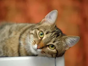 European Shorthair Cat Breed Info: Pictures, Temperament & Traits