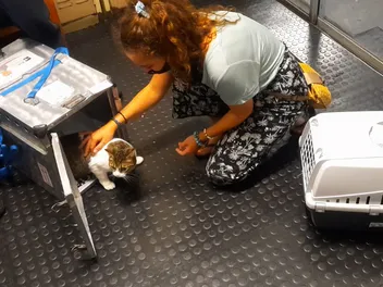 Cats Flying in Cargo: A Nightmare For the Cat & Owner