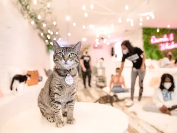 Get Your Coffee and Kitty Fix at Crumbs & Whiskers