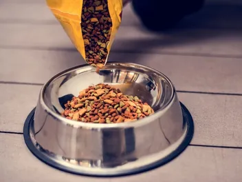 How to Store Dry Cat Food Long Term: 8 Vet-Approved Tips