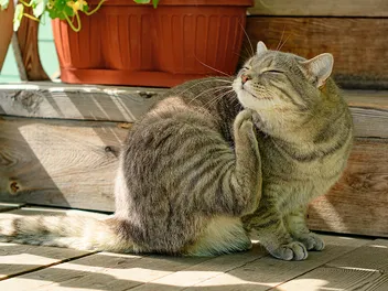 Fleas & Ticks on Cats: A Guide for Each Region in the US (Vet Approved)