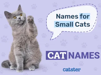 300+ Small Cat Names: Options For Your Tiny Cat