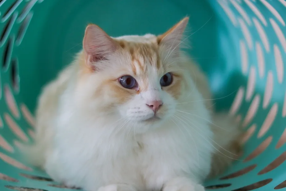 Flame Point Ragdoll Cat Kitten in Laundry Basket