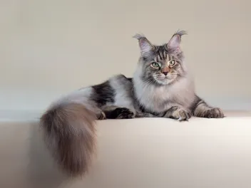 10 Best Brushes for Maine Coon Cats in 2026 – Reviews & Top Picks