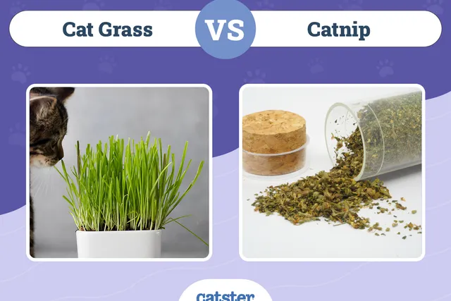 Cat Grass vs. Catnip: Vet-Verified Differences