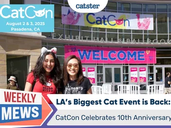 LA’s Biggest Cat Event is Back: CatCon Celebrates 10th Anniversary