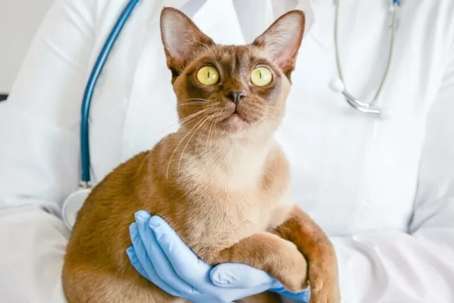 Is Cancer Common in Cats? Our Vet Explains