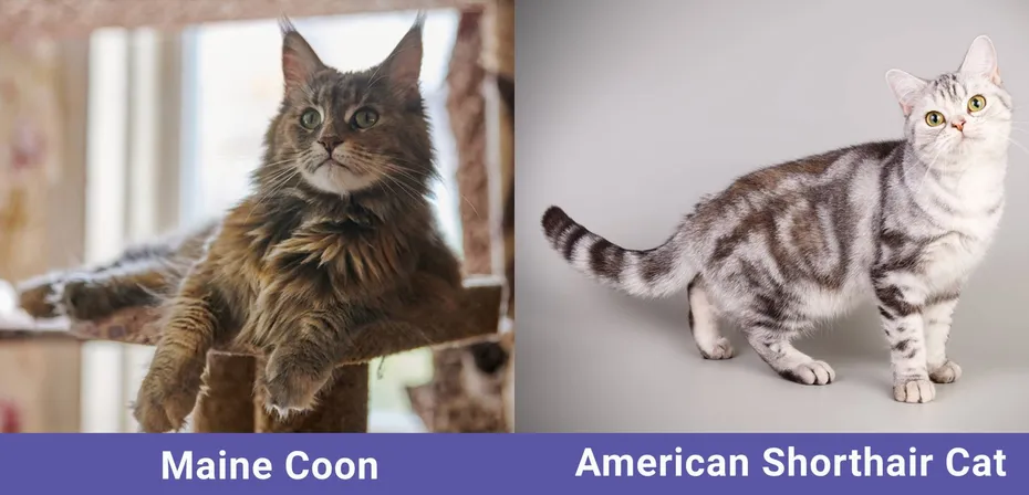 side by side Maine Coon VS American Shorthair Cat