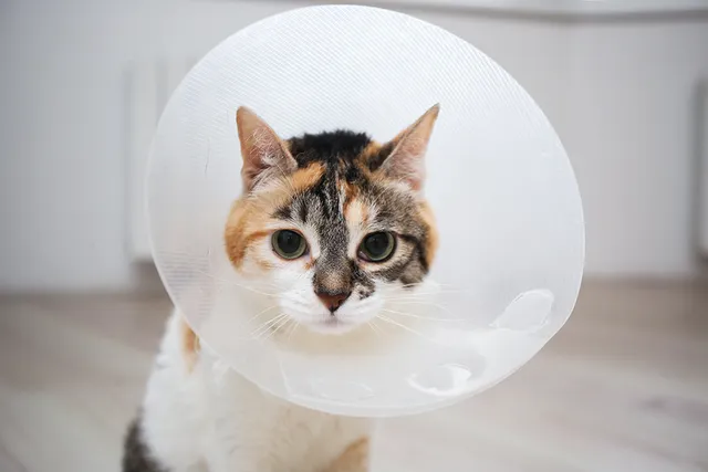 Will My Cat Have a Period After Being Spayed? 4 Signs Your Cat is in Heat