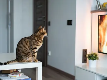 Can Cats See TV? Vet-Reviewed Facts & Feline Preferences