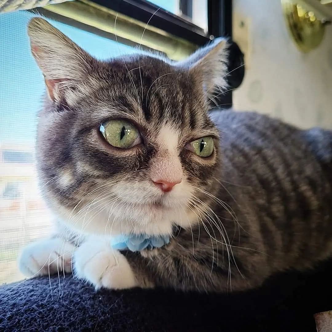 How One Tiny Rescue Cat Inspired a Bigger Mission - Meet Miss Winky, aka Sassy Toot 2