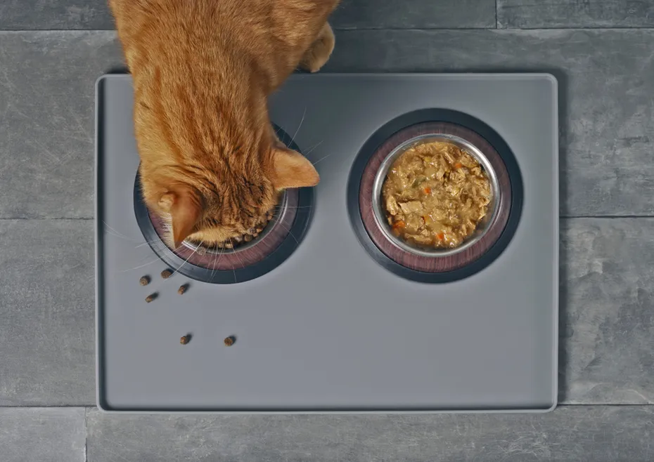 Wet vs Dry Cat Food